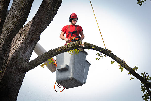 Why Choose Our Tree Removal Services in Laurel Hollow, NY?